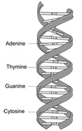 La molécule d'ADN